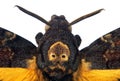 Death`s-head Hawkmoth isolated on a white close up. Acherontia atropos. Large rare moth.