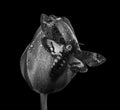 Death`s-head Hawkmoth on a tulip flower in water drops isolated on black. Black and white. Acherontia atropos. Large rare moth Royalty Free Stock Photo