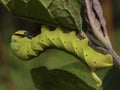 Death`s-head moth caterpillar Royalty Free Stock Photo