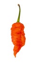 Death spiral cultivar rare extremely hot pepper