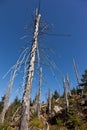 Death tree Royalty Free Stock Photo