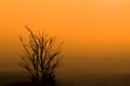 Death tree against sunlight over sky background in sunset Royalty Free Stock Photo