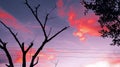 A Death Tree Branch And Small Fire Colors Clouds