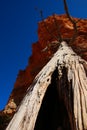 Death tree in the Bryce Canyon National Park Royalty Free Stock Photo
