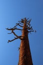Death tree in the Bryce Canyon National Park Royalty Free Stock Photo