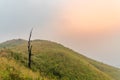 Death tree on the hill was covered by smoke forest fire at sunseÃ Â¸Â° Royalty Free Stock Photo