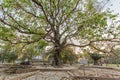 A death tree, Killing Field Choeng Ek, suburbs Phnom Penh, Cambodia.