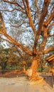 A death tree, Killing Field Choeng Ek, suburbs Phnom Penh, Cambodia.