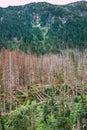 Death trees after foehn wind Royalty Free Stock Photo