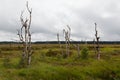 Death trees High Fens landscape Botrange Belgium Royalty Free Stock Photo