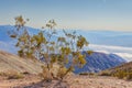 Tree grows up above the Badwater basin in Death Valley National Park, California, the lowest point in North America
