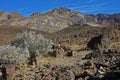 Death Valley National Park Royalty Free Stock Photo