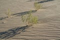 Eureka Valley Sand Dunes. Death Valley National Park, California