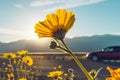 Desert Blossom Sunflowers at Sunset, Death Valley National Park, California Royalty Free Stock Photo