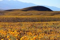 Death Valley Wild Flower Bed