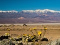 Death Valley Wild Flowers