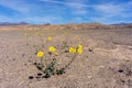 Death Valley Wildflowers