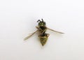 Death wasp lying on it`s back with spread wings Royalty Free Stock Photo
