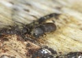 Death-watch beetle beetle, Ptilinus fuscus on aspen wood Royalty Free Stock Photo