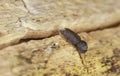 Death-watch beetle beetle, Ptilinus fuscus on aspen wood Royalty Free Stock Photo