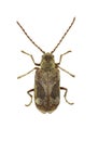 Death Watch Beetle Ptinomorphus on white Background Royalty Free Stock Photo