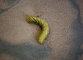 Death's head hawkmoth caterpillar Royalty Free Stock Photo