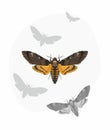 Deaths-head Hawk moth (Acherontia Atropos) Royalty Free Stock Photo