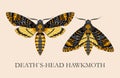 Deaths-head hawk moth Royalty Free Stock Photo