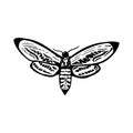 Deaths head moth in ink on white. Halloween design elements. Royalty Free Stock Photo