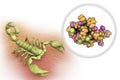 Deathstalker scorpion and molecule of scorpion chlorotoxin