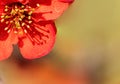 Deatiled flower background with an intricate red flower and blurry background Royalty Free Stock Photo
