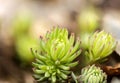 A deatiled macro photo of a succulent plant in a garden Royalty Free Stock Photo