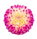 Deautiful flower of pink dahlia isolated on a white background Royalty Free Stock Photo