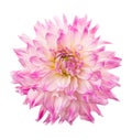 Deautiful flower of pink dahlia isolated on a white background Royalty Free Stock Photo