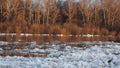 Debacle. Ice drift on river. Ice floats spring or early winter