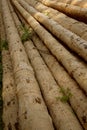 Debarked logs drying Royalty Free Stock Photo