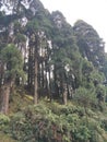 Debdaru three Darjeeling phulkhola West Bengal