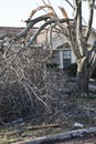 Debis Suspended in Destroyed Tree After Tornado Royalty Free Stock Photo