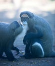 DeBrazza's monkey Royalty Free Stock Photo