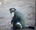 DeBrazza's monkey Royalty Free Stock Photo