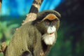 DeBrazza's monkey