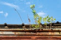 Debris Filled Old Gutters Royalty Free Stock Photo