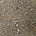 debris on the ground Royalty Free Stock Photo