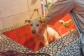 24,Dec,2015, China,Chongqi. vet help taking shower for a Sad white stray street dog