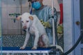 24,Dec,2015, China,Chongqi. vet help taking shower for a Sad white stray street dog