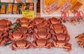 Live Japanese horsehair crabs or Kegani at Hakodate Asaichi fish market