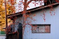 Autumn persimmon Japanese Kaki fruits tree with local house