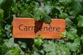 Grape varietals growing in the Concha y Toro vineyards. Santiago, Chile Royalty Free Stock Photo