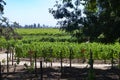 Grape varietals growing in the Concha y Toro vineyards. Santiago, Chile