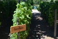 Grape varietals growing in the Concha y Toro vineyards. Santiago, Chile